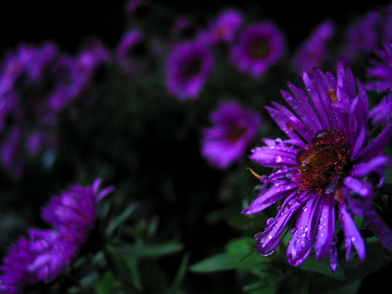 Floresmoradas Hojas Y Tallos Fondo de pantalla