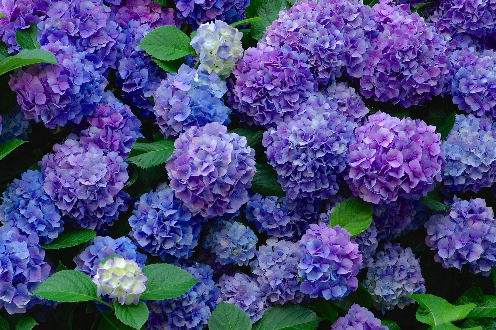 Bunga Hydrangea Ungu Dengan Daun Wallpaper