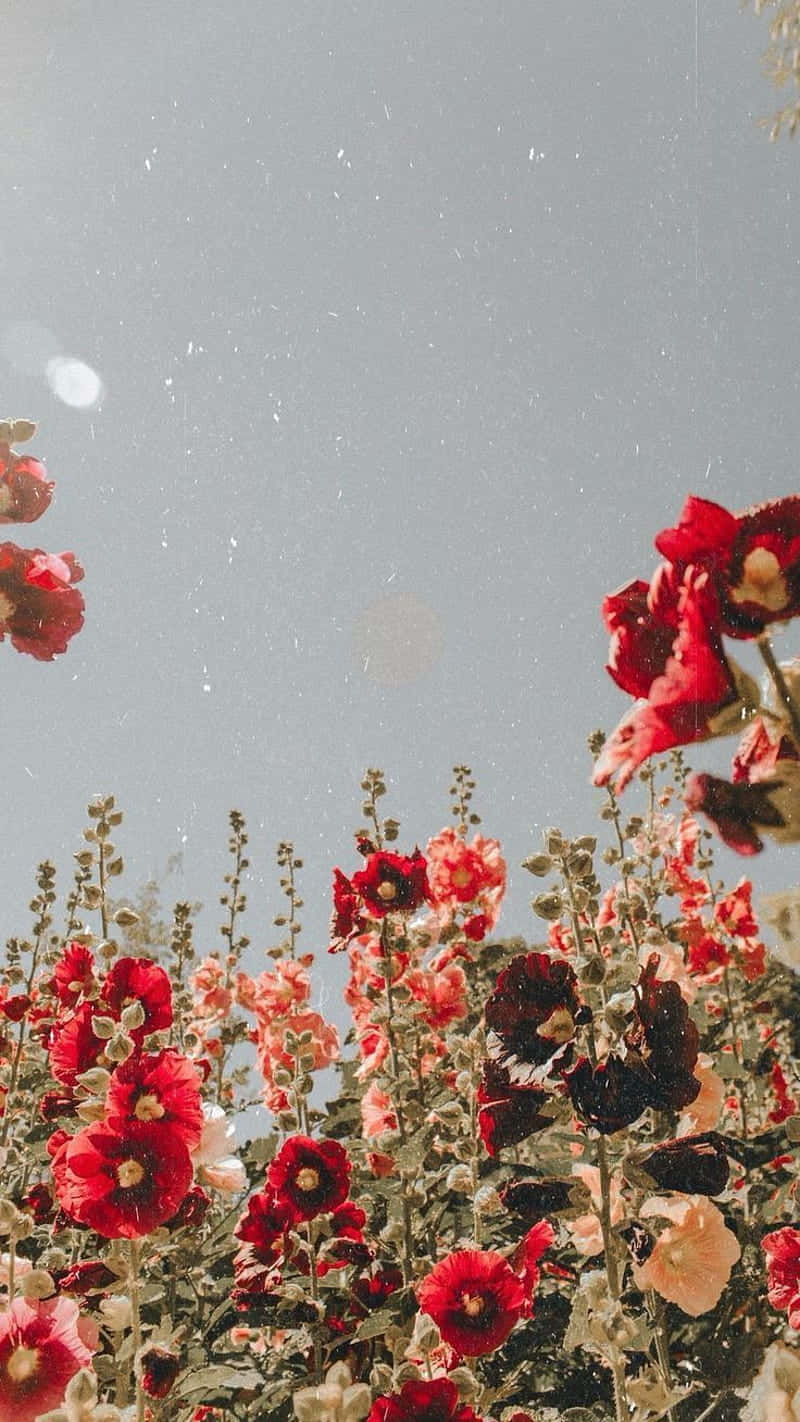 The delicate beauty of a red flower Wallpaper