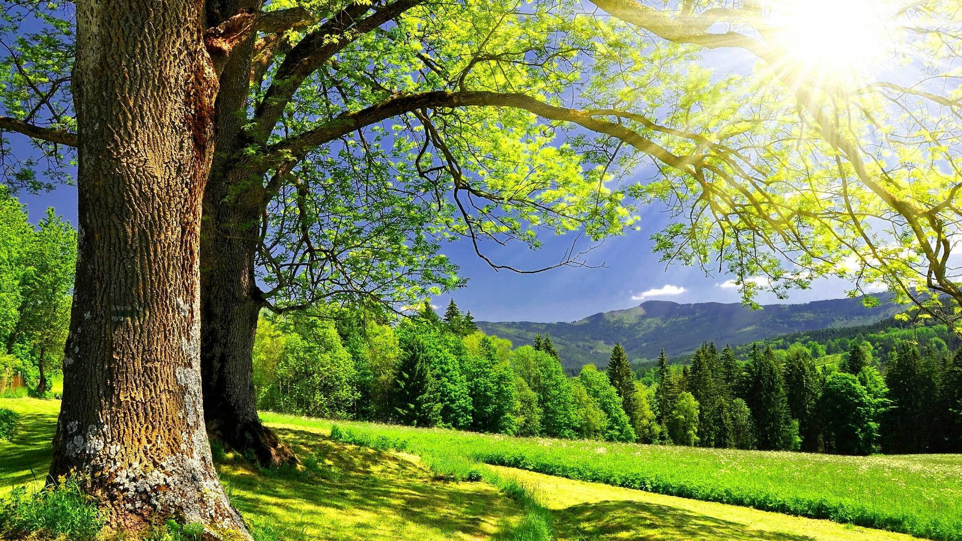 Sunshine Green Scenery Wallpaper