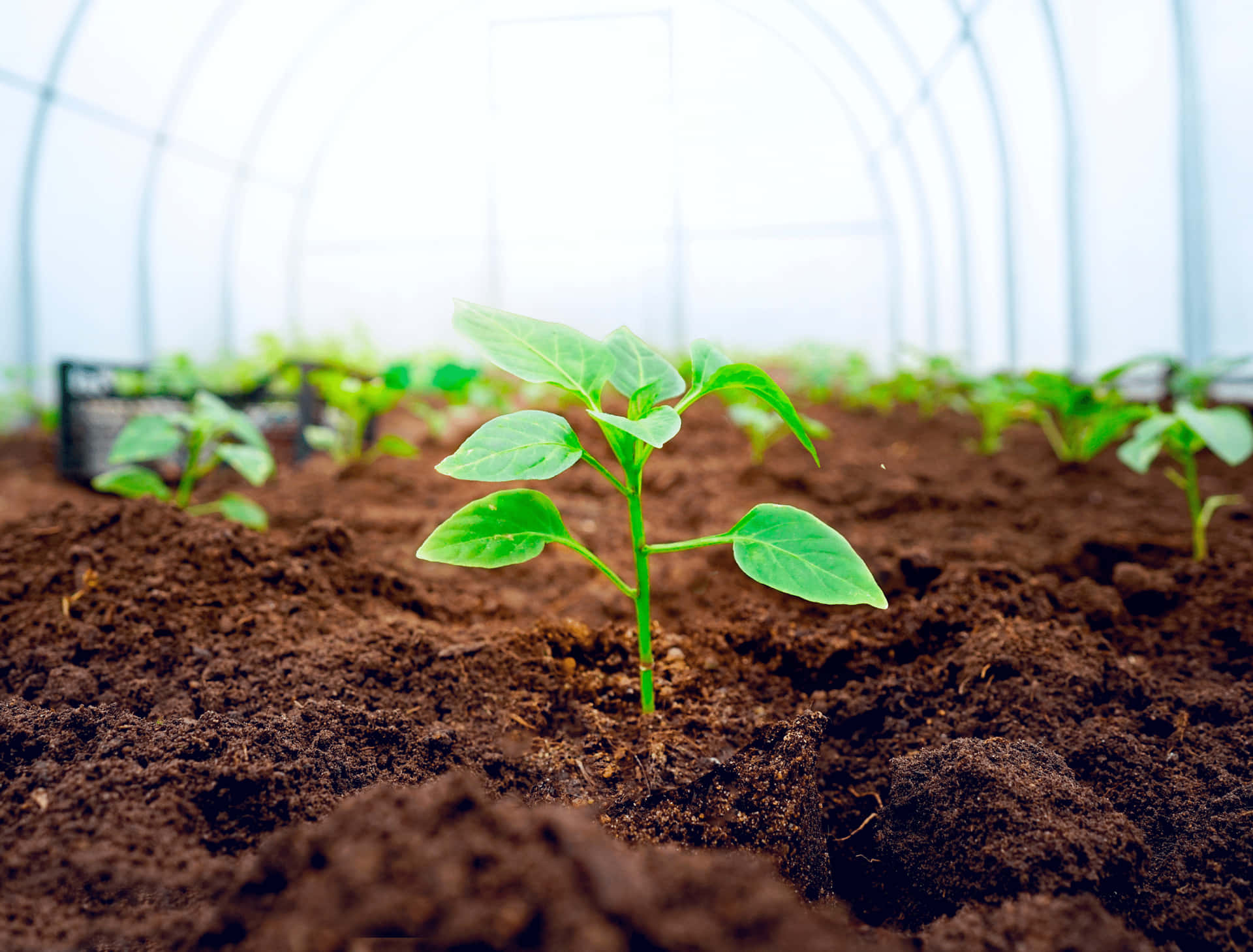 Tiny Plants Growing From Soil Wallpaper