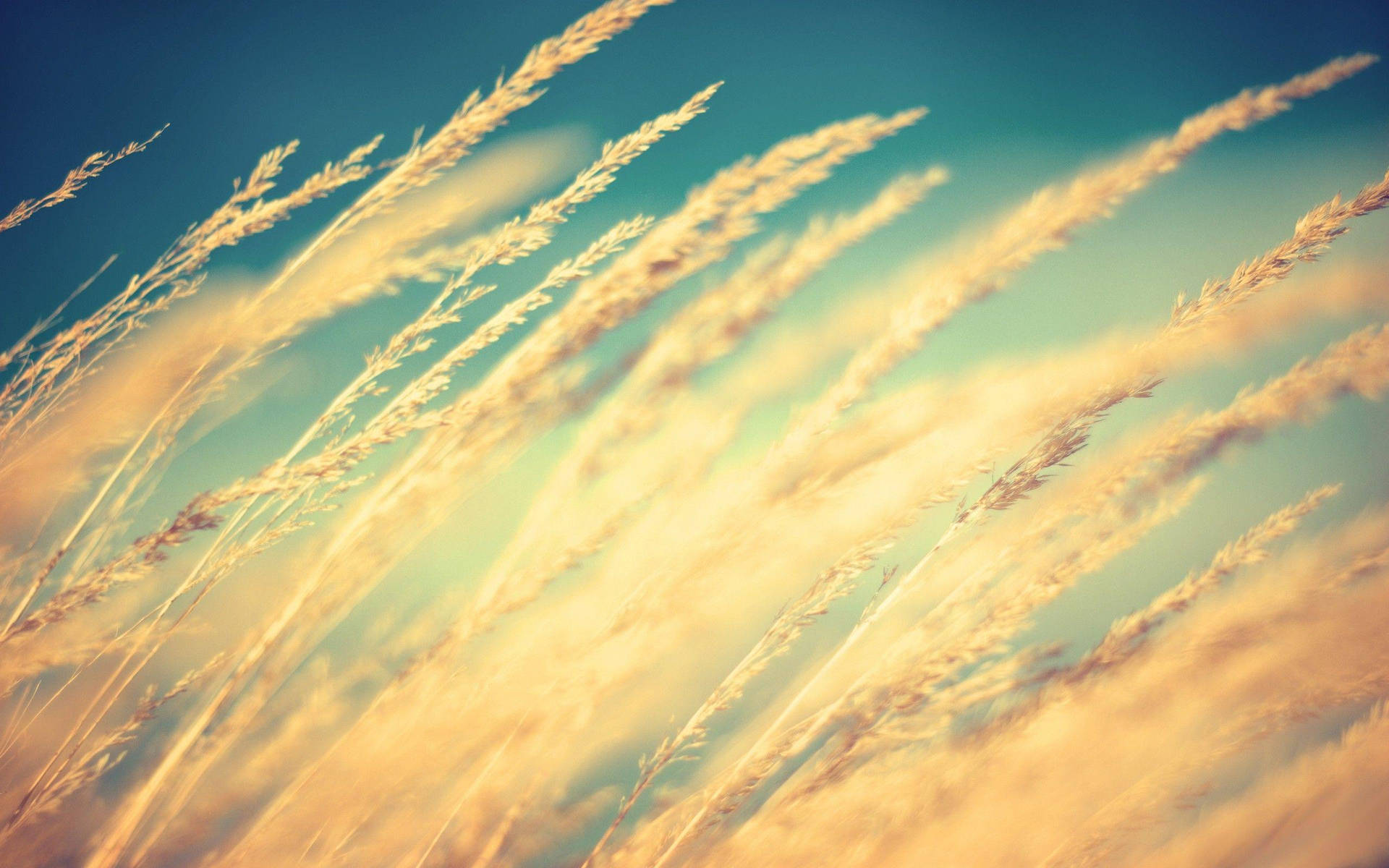 "Beautiful Wheat Blowing in the Wind" Wallpaper