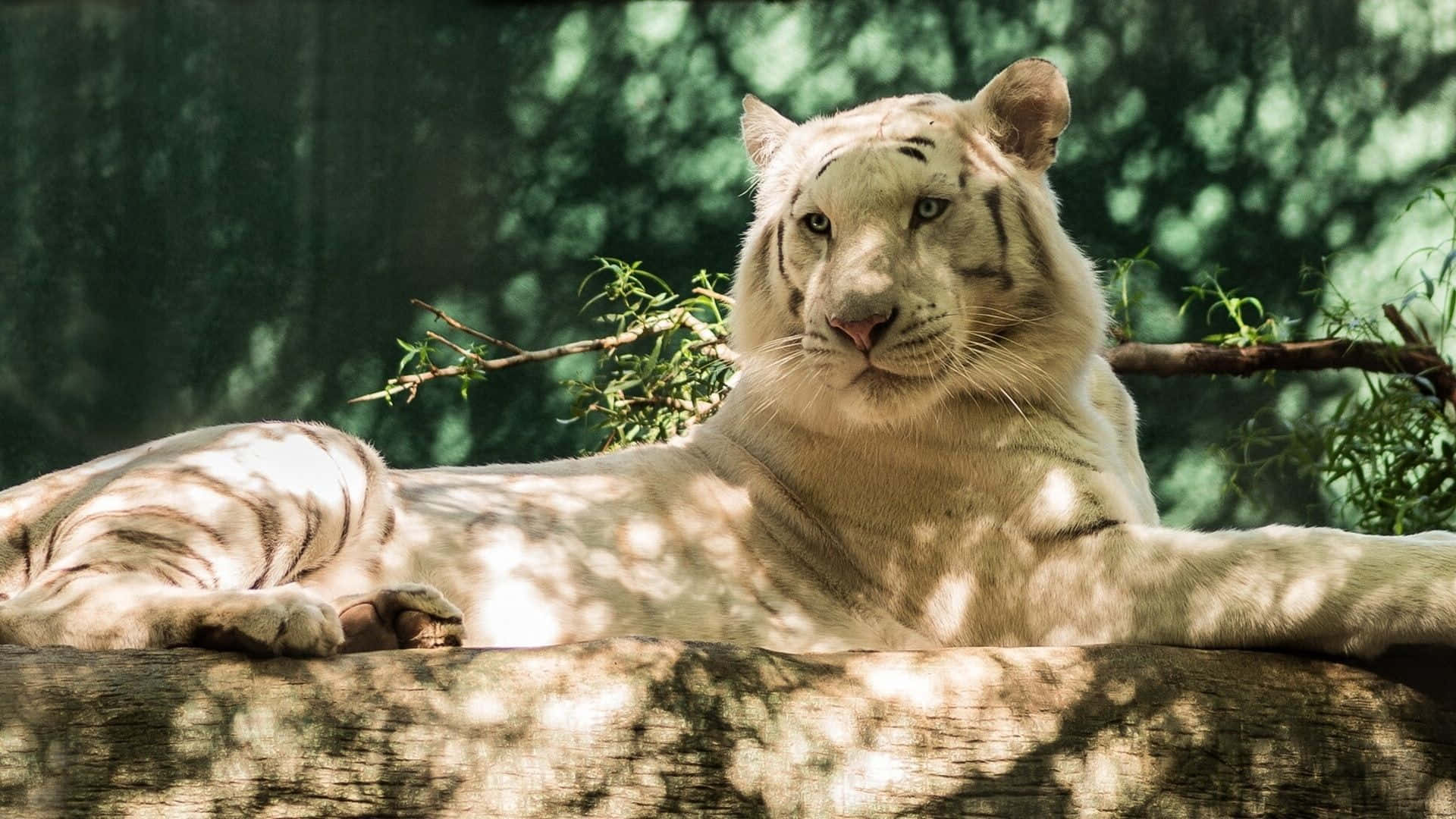 Observandosu Entorno - Un Tigre Blanco