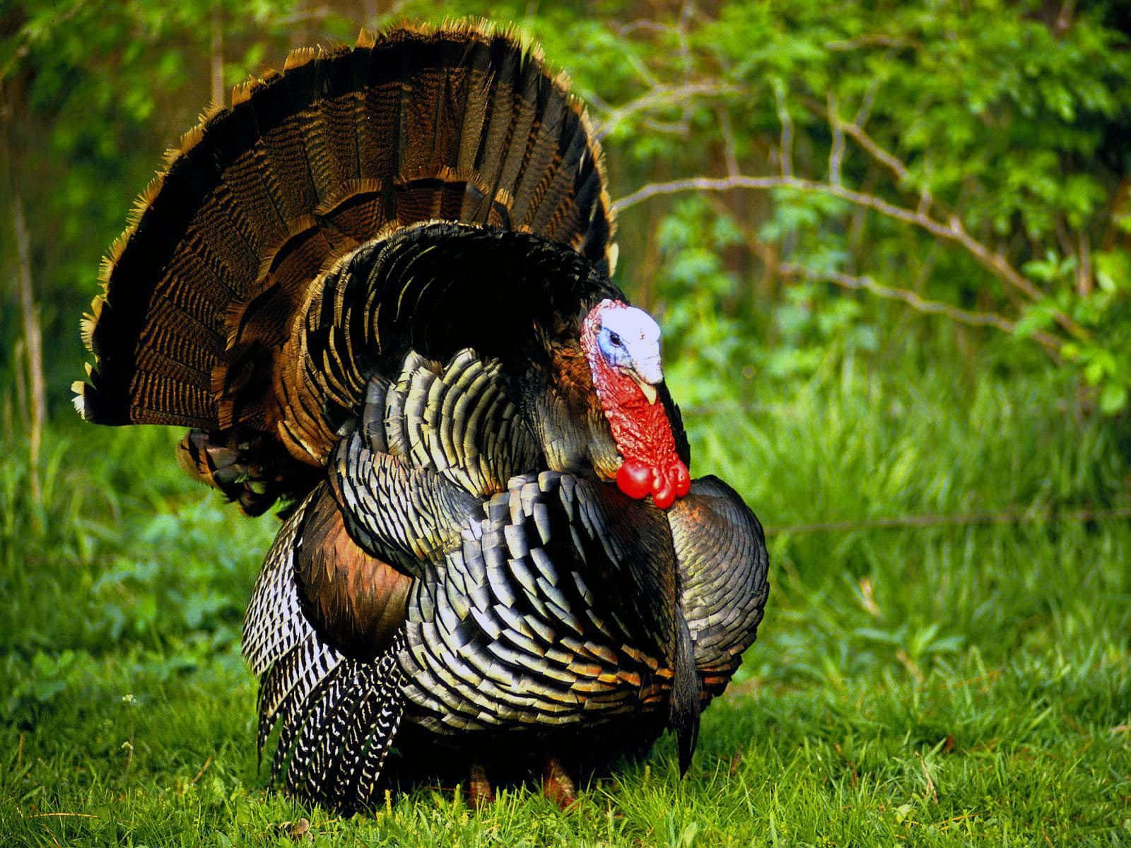 A Turkey Standing In The Grass