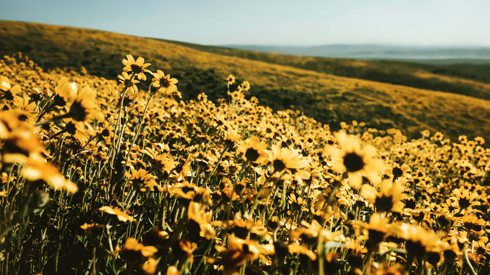 Field On A Hill Yellow Aesthetic Flower Desktop Wallpaper