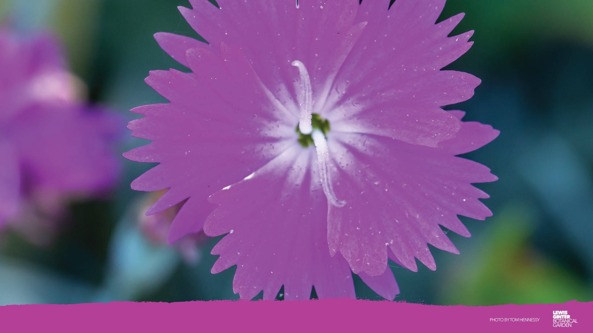 A Bloom Of Colorful Zoom Flower Wallpaper