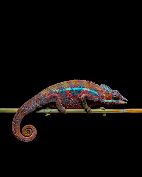 A rainbow-colored chameleon against a black backdrop.