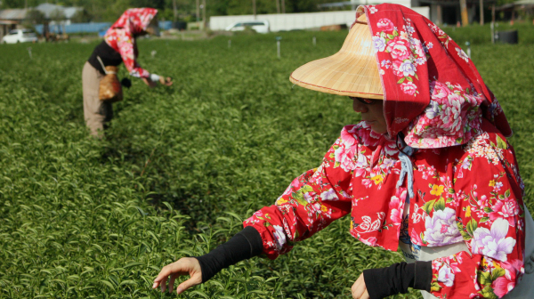 台湾茶の世界　宜蘭発の新商品「柚花茶」とは