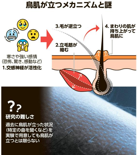 鳥肌のメカニズム