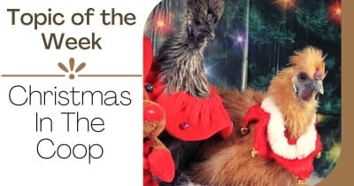 Topic of the Week - Christmas in the Coop