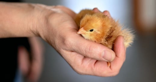 How to Warm Up a Baby Chick