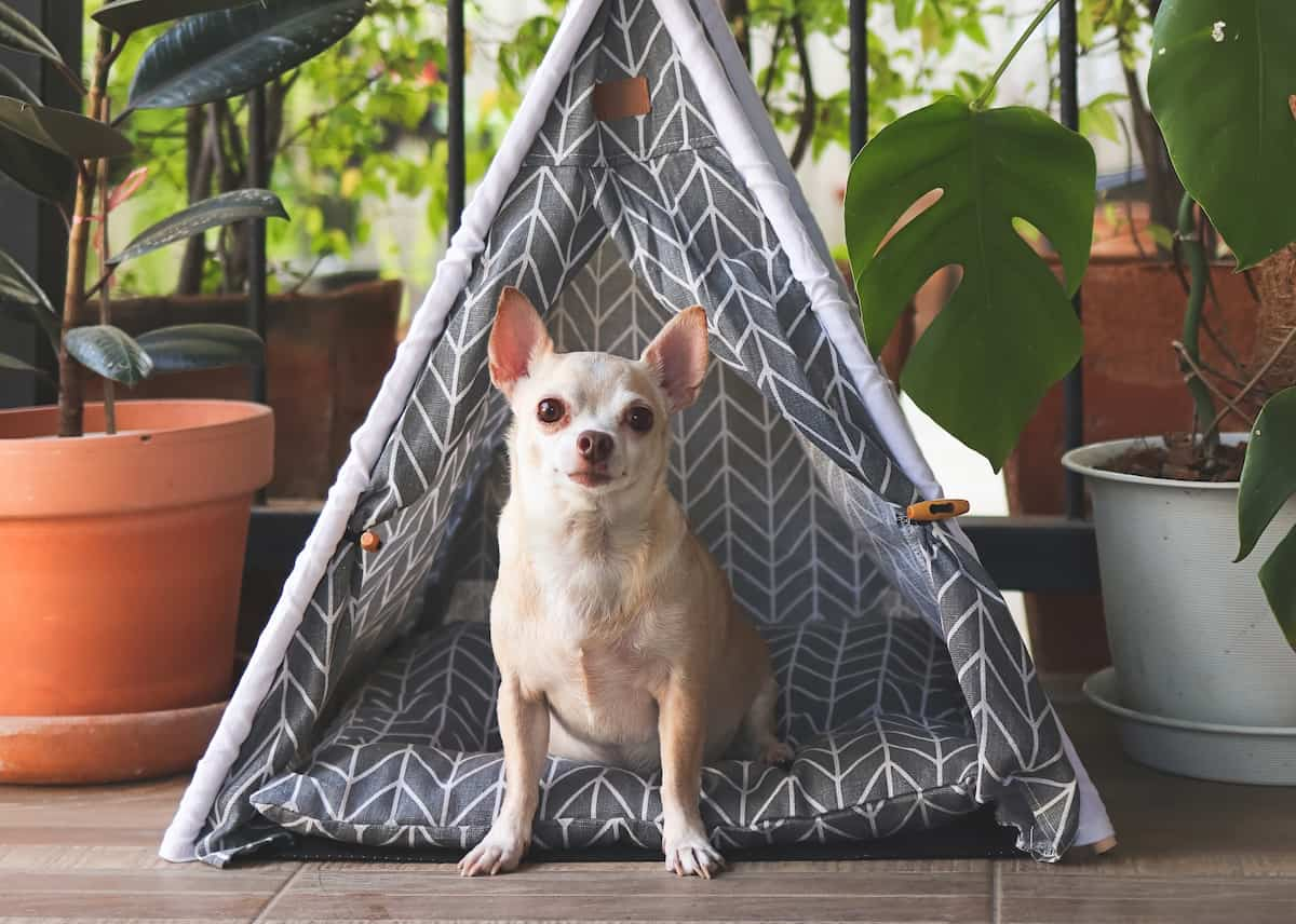 dog teepee tent