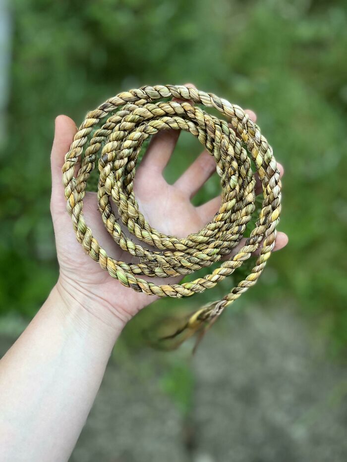 A Rope I Made Of Daffodil Leaves