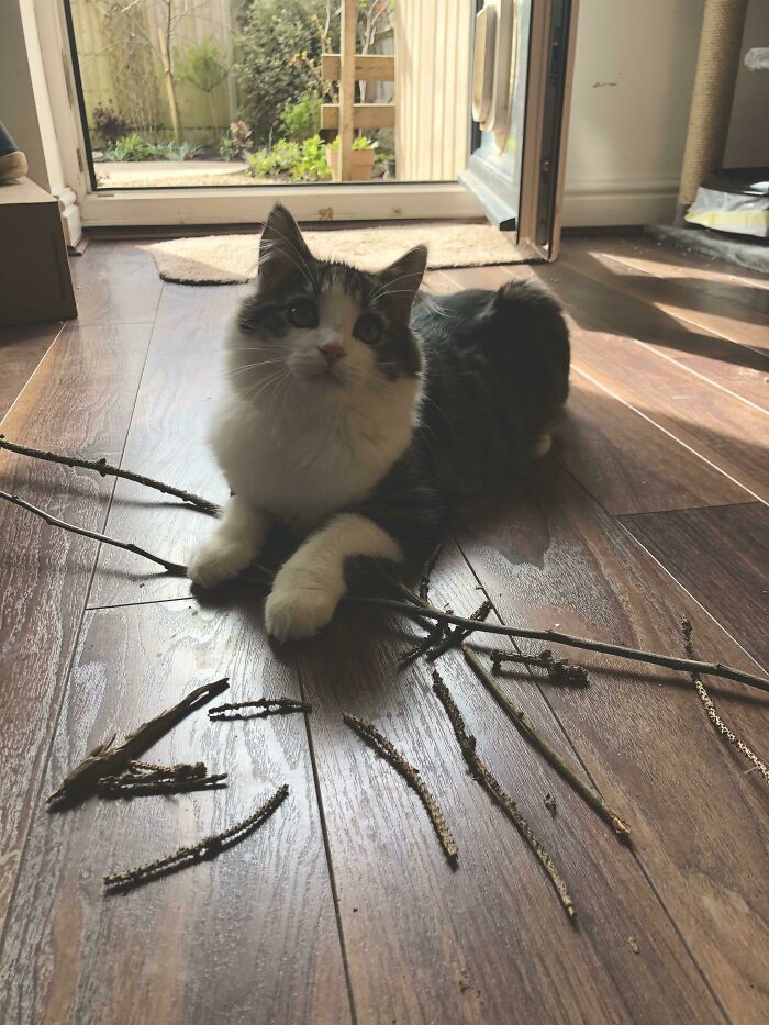 Cat surrounded by sticks forming an unexpected, unique collection on a wooden floor.