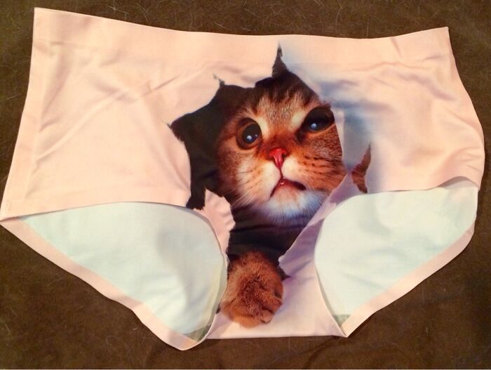 Funny cat-themed underwear, perfect for hilarious trolling Christmas gifts.