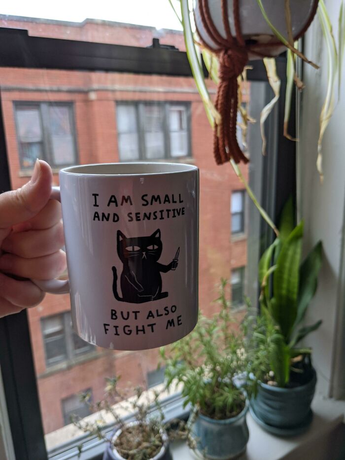 Hand holding a mug with a funny cat design, perfect for hilarious trolling Christmas gifts, near a window with plants.