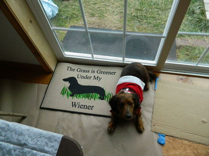 Dachshund in a Christmas sweater on a humorous mat with a wiener dog design, perfect for trolling Christmas gifts.