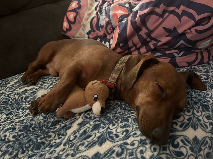 A dachshund puppy snuggled with a toy deer on a patterned blanket, exemplifying wholesome Christmas vibes.