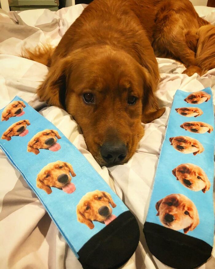 Dog lying between funny personalized socks with its face, perfect trolling Christmas gift idea.