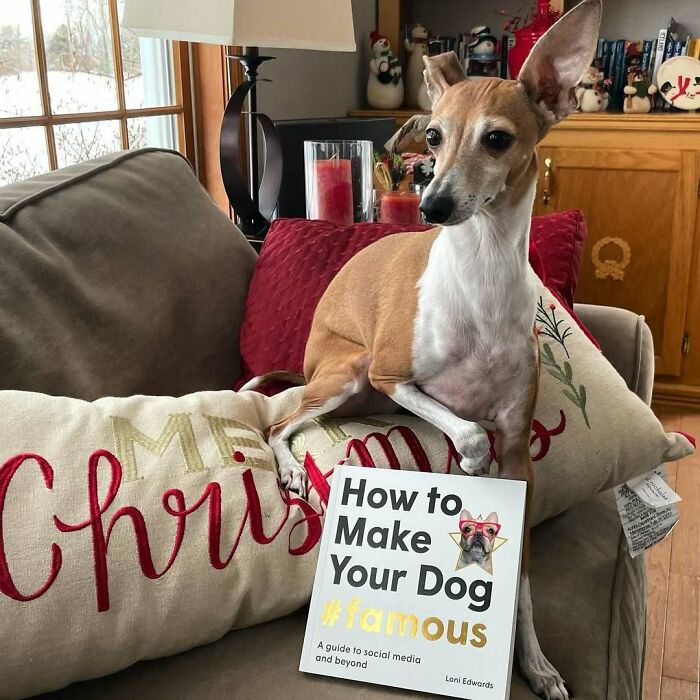 Dog with humorous Christmas gift on a couch, holding a book titled "How to Make Your Dog #famous."