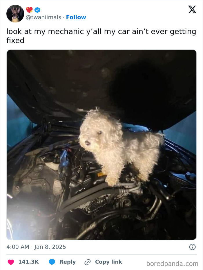 Fluffy dog standing on a car engine, humorously captioned as a mechanic, showcasing a funny tweet.