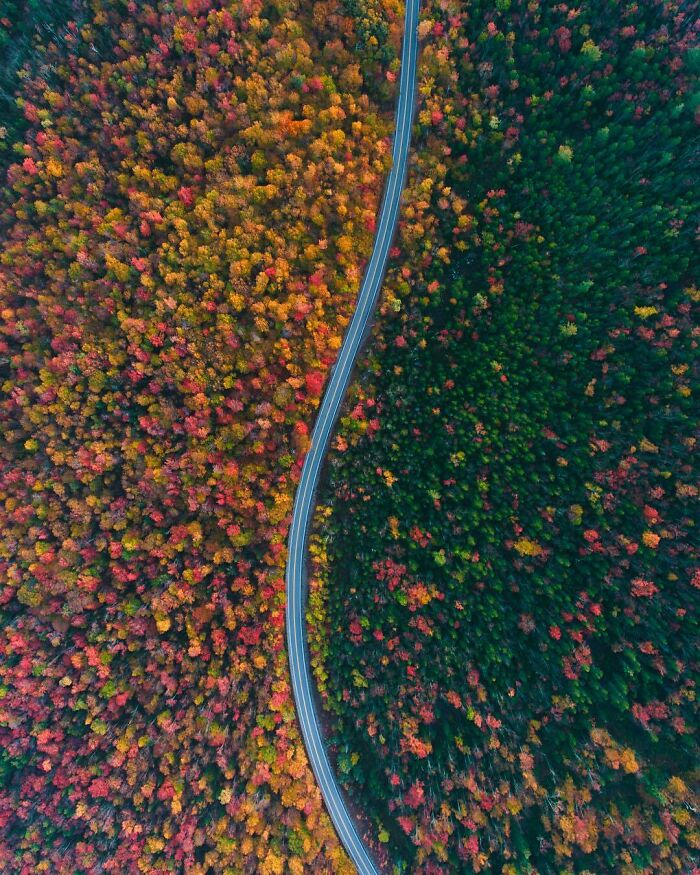 The Way The Road Separates The Color Of The Trees