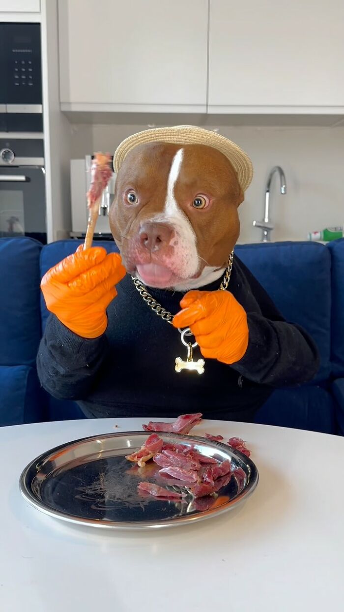 American Bully dog wearing gloves and a hat enjoys a meal, showcasing dining etiquette with a fancy plate of meat.