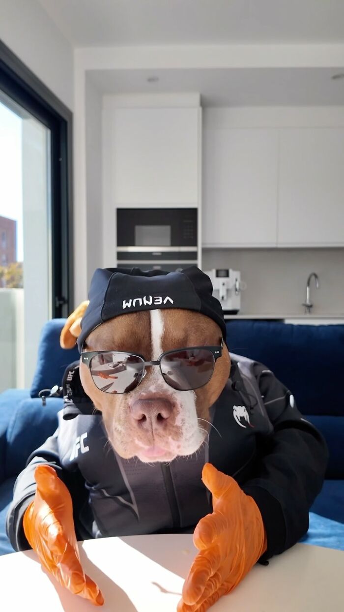 American Bully dog in sunglasses and gloves, sitting at a table with dining etiquette in a modern kitchen.