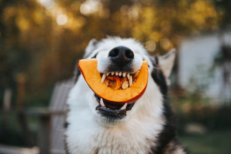 Best vegetables for dogs: Pick the perfect veggie for your dog&#8217;s health