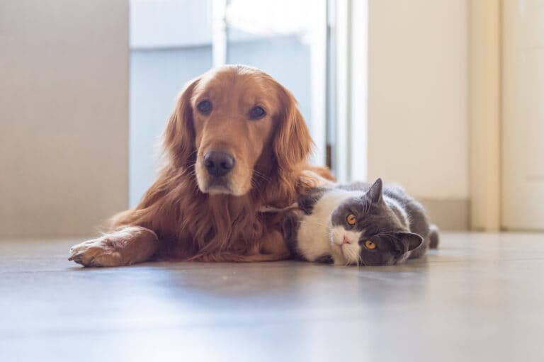 Pet sitting rates: How much should I expect to pay?