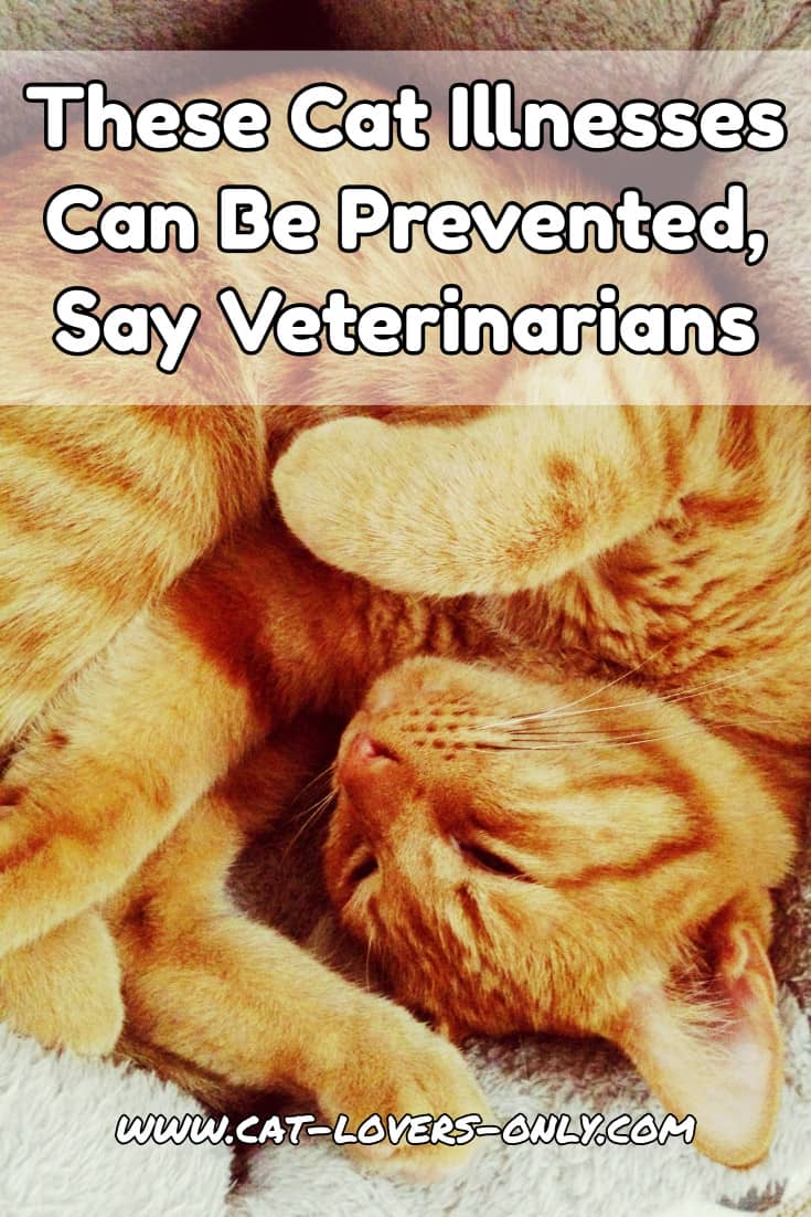 Jazzy the cat with text overlay These Cat Illnesses Can Be Prevented, Say Veterinarians