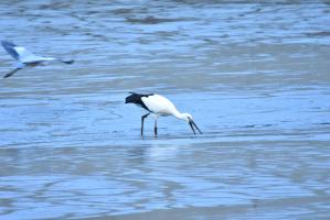 水面をつつくコウノトリ