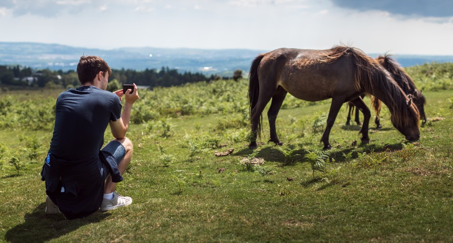 Dartmoor ponies