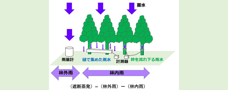 森林は激しい雨のときにより多くの雨水を蒸発させる