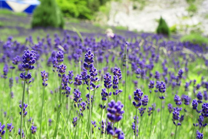 花追い人おすすめ！ 夏に行きたい福島県内の花スポット5選