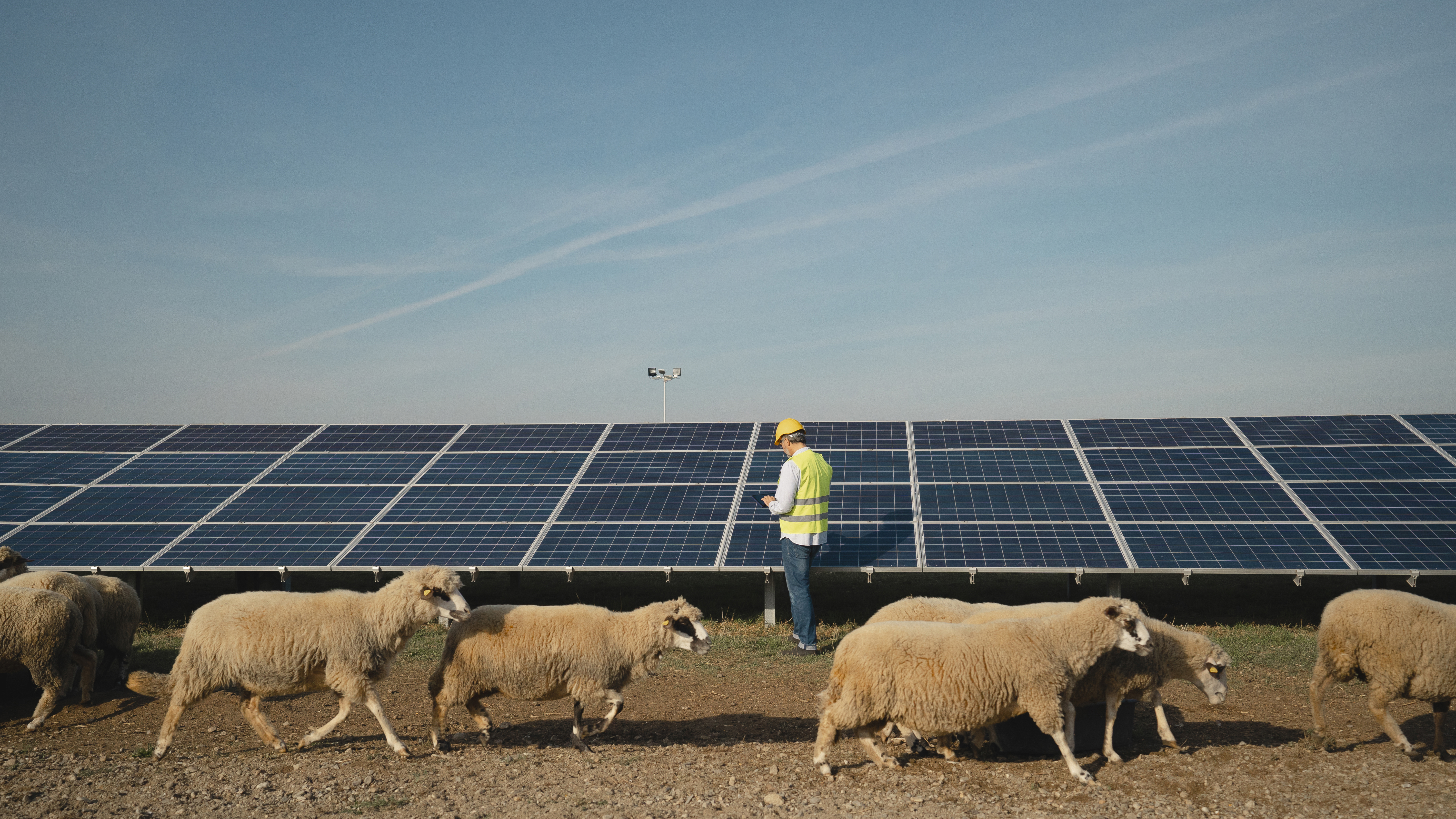 Flock of sheep crossing by a solar pane