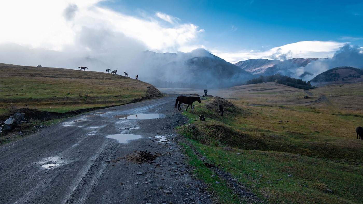 Horses standing close to a remote, mountaintop road in Georgia. Puddles and dramatic clouds allude to a recent storm.