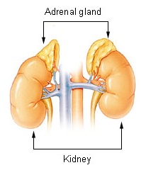 Illu adrenal gland.jpg