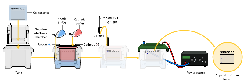 SDS-PAGE Electrophoresis.png