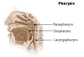 Illu pharynx.jpg