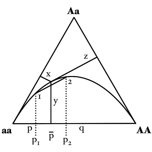 De finetti diagram.png