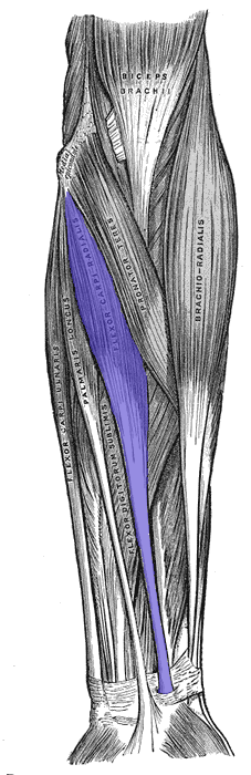 Flexor-carpi-radialis.png