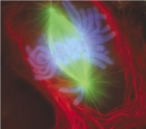 multi-color stain of cell showing mitosis