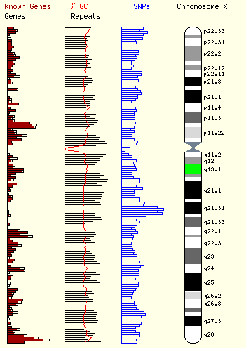 Chromosome X Etude Inactivation X.PNG