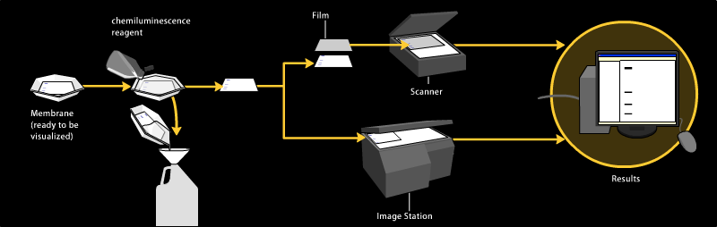 Western blot chemiluminescent detection.png