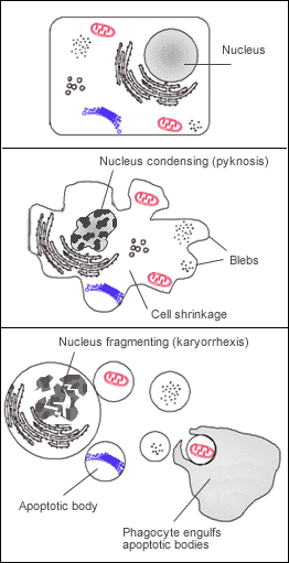 Apoptosis.png