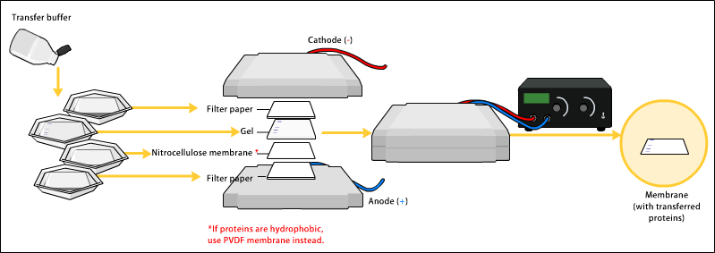 Western blot transfer.png