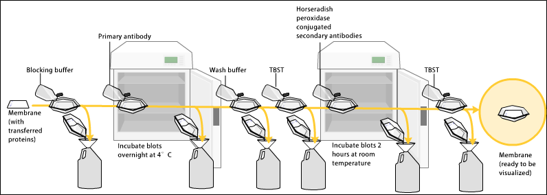 Western Blot binding.png