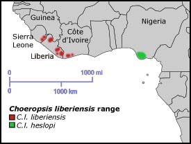 Pygmy Hippopotamus range.jpg