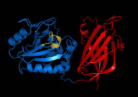 PTEN, a phosphatase.